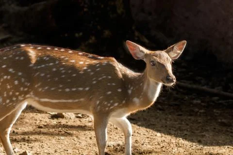 Single Spotted Deer Foto stock