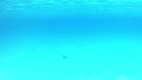Single Spotted Eagle Ray Gliding Across Sandy Lagoon in the Red Sea Stock Footage 339629051