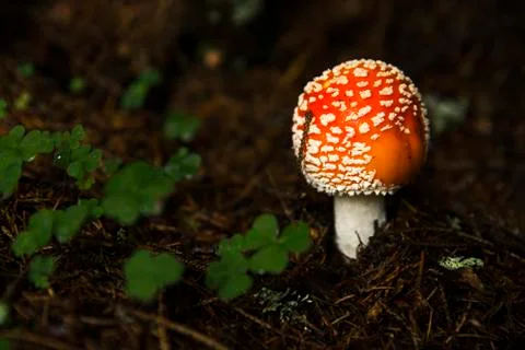 Single spotted toadstool mushroom in the forest in the dark background 스톡 사진