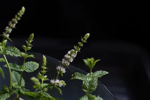 Single sprig of mint with delicate pale purple flowers and green leaves herb Stock Photos