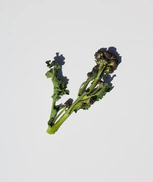 Single sprig of purple sprouting broccoli against plain white background Stock Photos