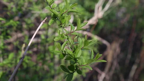 SINGLE SPRING BRANCH Stock-Footage 183101601