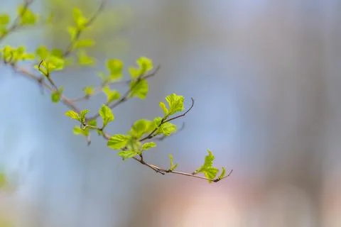 Single spring shoot against soft sky, isolated twig with emerging leaves fl.. 스톡 사진
