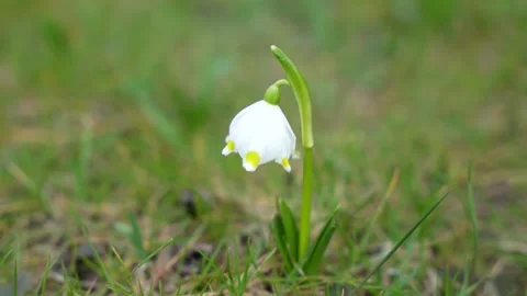 Single spring snowflake (Leucojum vernum) shaking in wind Stock Footage 240504967