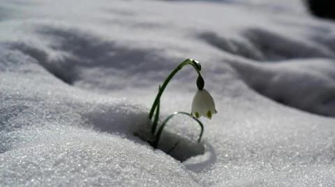 Single  spring snowflake in  white snow Stock Photos