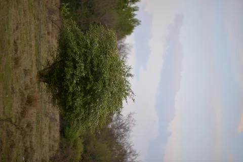 A single spring tree in the glade Stock-Fotos