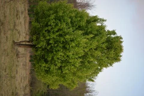 A single spring tree in the glade Stock Photos