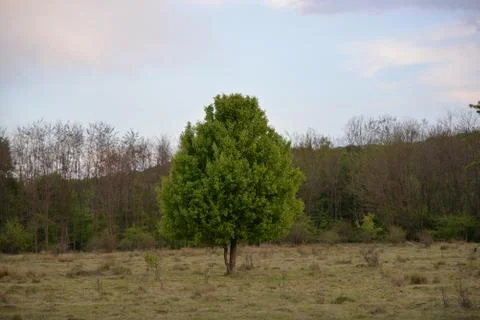 A single spring tree in the glade Stock Photos