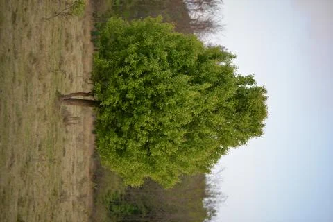 A single spring tree in the glade Stock Photos