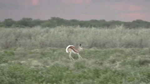 Single springbok pronking, approaching from distance — Part 3 Stock Footage 320809072