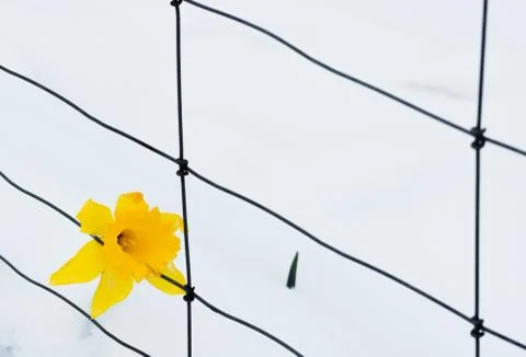 Single springtime yellow daffodil in the snow with box wire fence Stock Photos