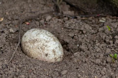Single sprinkled egg in a sand hole for incubation or breeding in sand Stock Photos