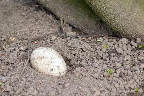 Single sprinkled egg in a sand hole for incubation or breeding in sand Stock Photos