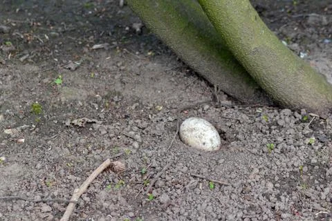 Single sprinkled egg in a sand hole for incubation or breeding in sand Stock Photos