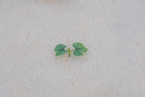 Single Sprout Growing in Sand Stock Photos