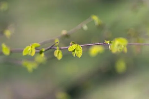 Single sprout in soft bokeh background, isolated tiny leaf cluster on thin st Stock Photos