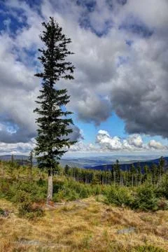 Single spruce Stock Photos