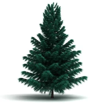 Single spruce pine tree Stock Illustration