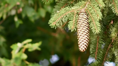 Single Spruce Pinecone Stock Footage 204847942