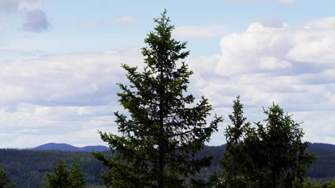 Single Spruce Tree Silhouette Against Wide Nordic Sky Stock Footage 340325743