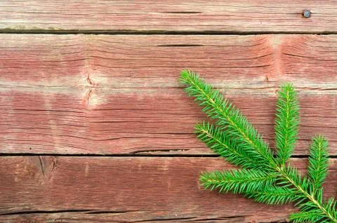 Single spruce twig Stock Photos