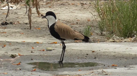 Single spur-winged lapwing Stock Footage 39947708