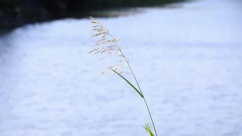 A single stalk of grass is floating on the surface of a calm body of water Stock Photos