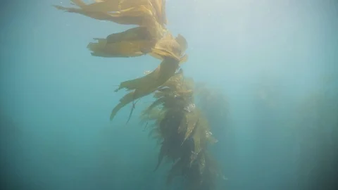 Single Stalk of Kelp in Kelp Forest in Channel Islands National Park Stock Footage 121526892