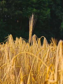 Single standing rye ear among ripe grain field Foto stock