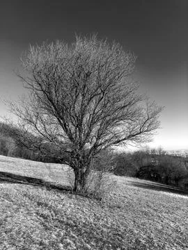 Single standing tree in meadow Stock Photos