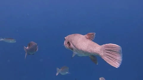 Single star puffer fish is swimming in open water together with bigeye bareness  Stock Footage 245952417