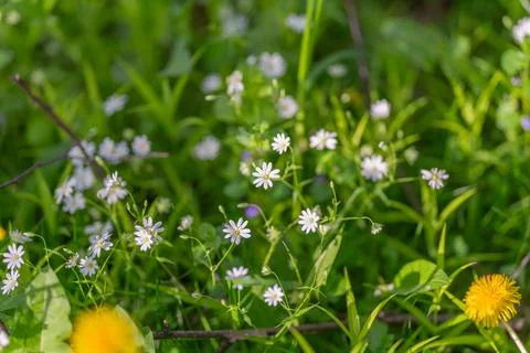 Single star wildflower in sharp focus, blurred yellow dandelion foreground an 스톡 사진