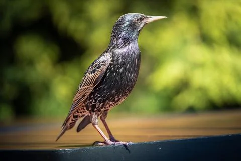 A Single Starling Perched on a Tabletop Against a Green Background Stock Photos
