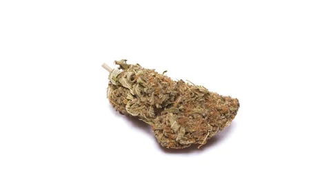 Single stativa cannabis bud rotating against a solid white background Stock Footage 116344884