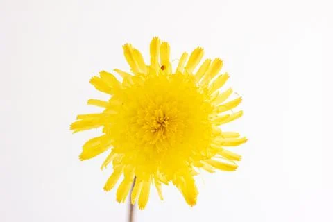 Single stem of a bloomed yellow Dandelion close up shot isolated on white Fotos de archivo
