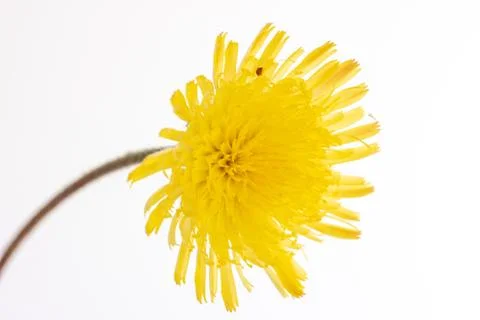 Single stem of a bloomed yellow Dandelion close up shot isolated on white Photos