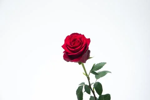 Single stem of blooming fresh red rose. Close up studio shot, isolated on whi Fotos de archivo