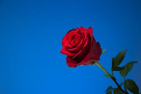 Single stem of blooming fresh red rose. Close up studio shot, isolated on blu Fotos de archivo