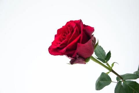 Single stem of blooming fresh red rose. Close up studio shot, isolated on whi Stock-Fotos