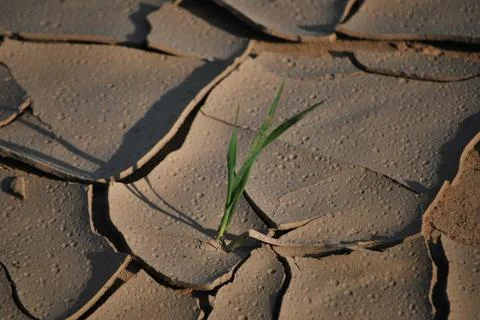 Single stem of grass in dry land Stock Photos