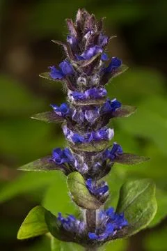 Single stem of purple flower Stock Photos