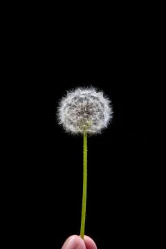 Single stem of white Dandelion flower close p shot macro isolated on black he Stock Photos
