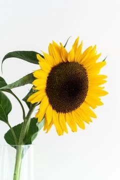 Single stem of yellow sunflower with green leaves  in a vase isolated against Stock Photos