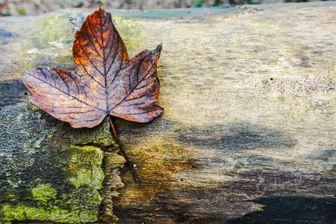 Single sticky leaf on a lying tree trunk in the forest Foto stock