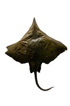A single stingray is depicted on a white surface, making this image suitable for Stock Photos