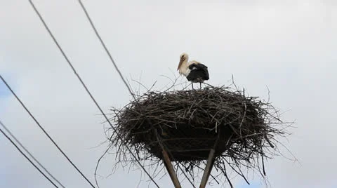 Single stork arranging the nest  Stock Footage 25600580