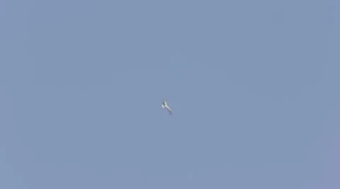 A single stork flying in clear blue sky Stock Footage 43865955