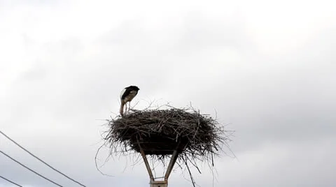 Single stork quickly arranging the nest, timelapse / fast motion Stock Footage 25600548