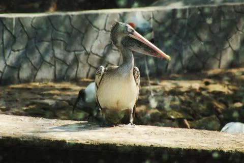 Single stork sitting Stock Photos