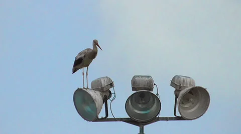 Single stork standing on the lantern 스톡 동영상 39947817